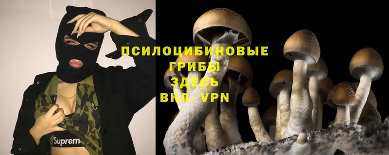 omg ТОР  продажа наркотиков  Ярцево  Галлюциногенные грибы MAGIC MUSHROOMS 